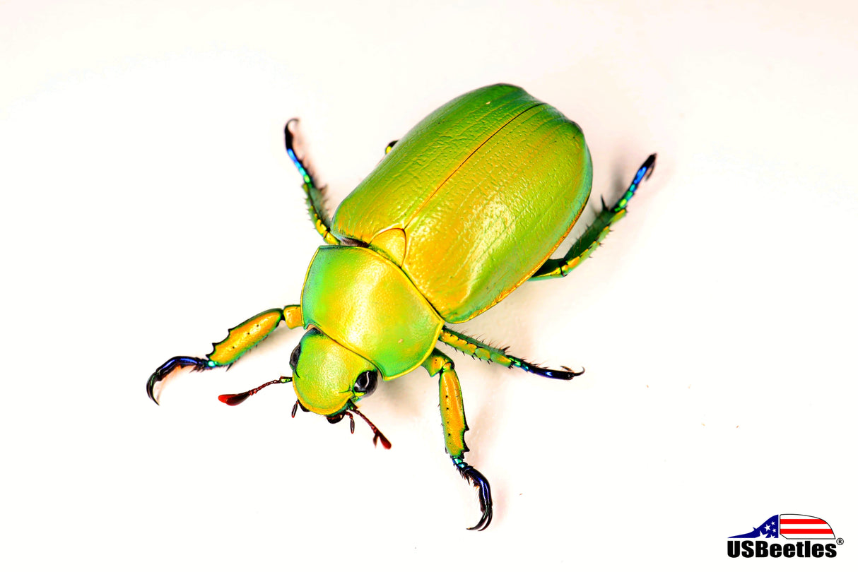 Wood's Jewel Beetle (Chrysina woodi)