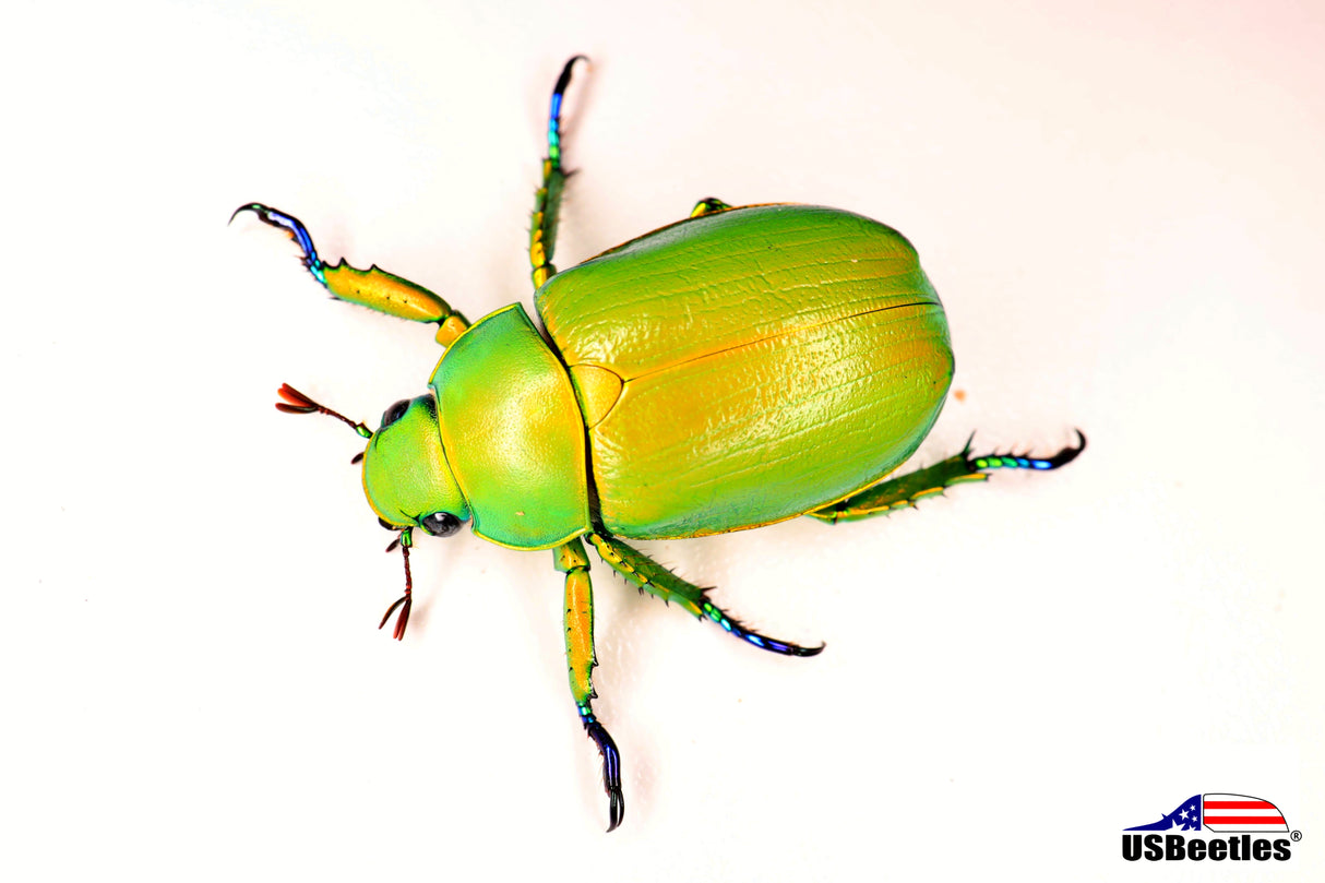 Wood's Jewel Beetle (Chrysina woodi)