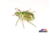 Glorious Beetle (Chrysina gloriosa)