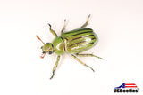 Glorious Beetle (Chrysina gloriosa)