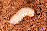 Green June Beetle (Cotinis nitida) larva