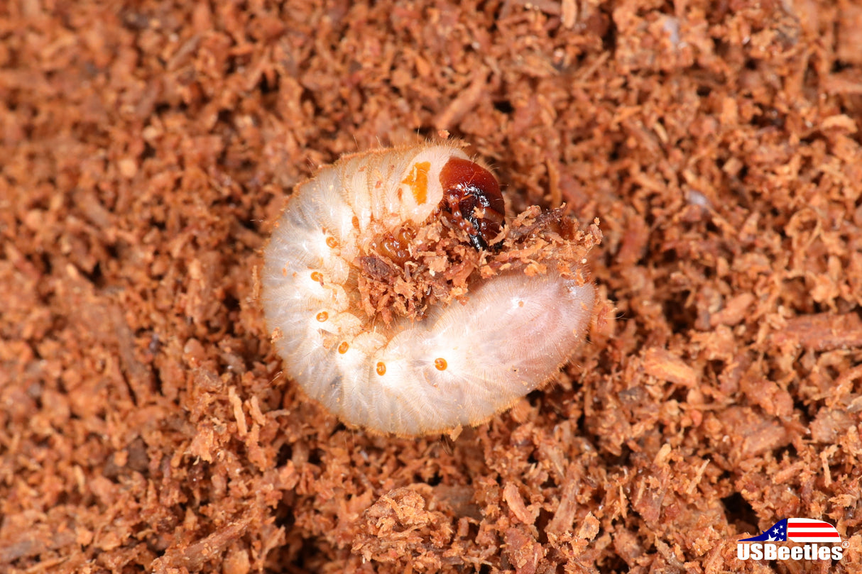 Green June Beetle (Cotinis nitida) larva