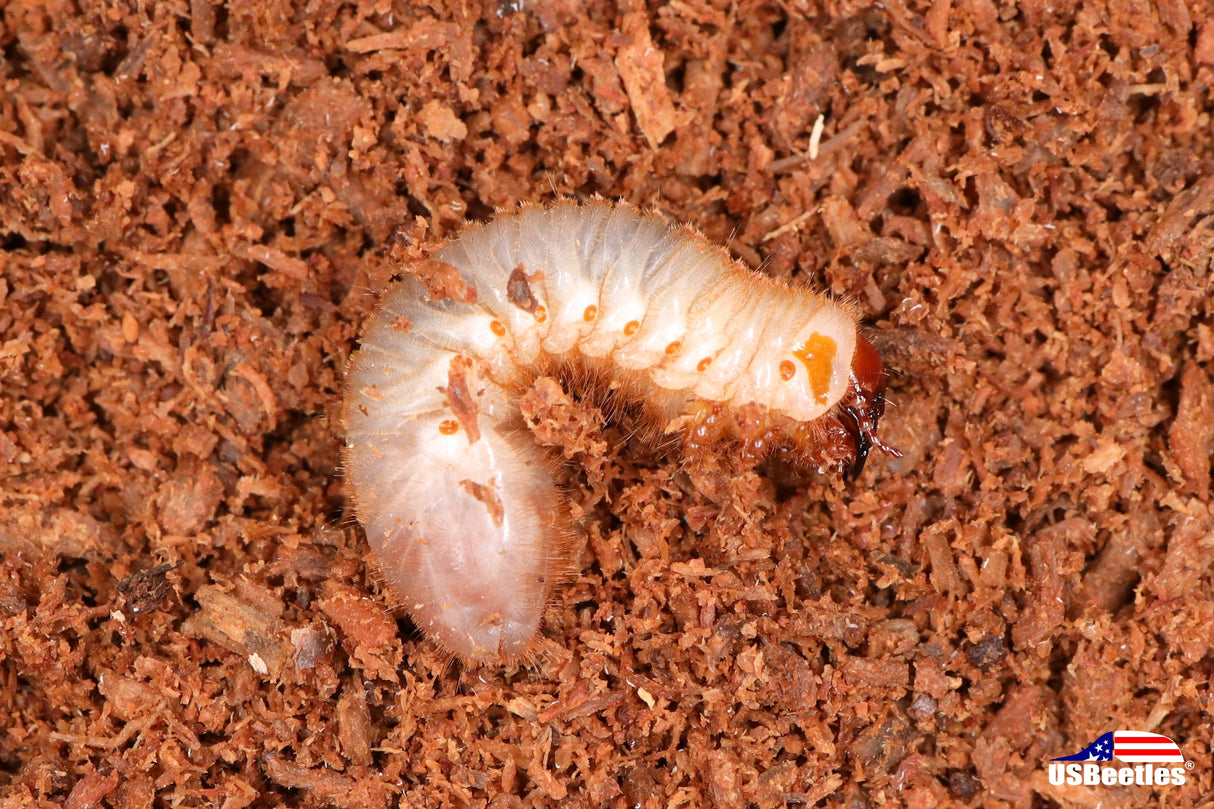 Green June Beetle (Cotinis nitida) larva