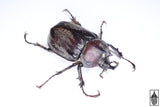 Texas Elephant Beetle (Megasoma vogti)