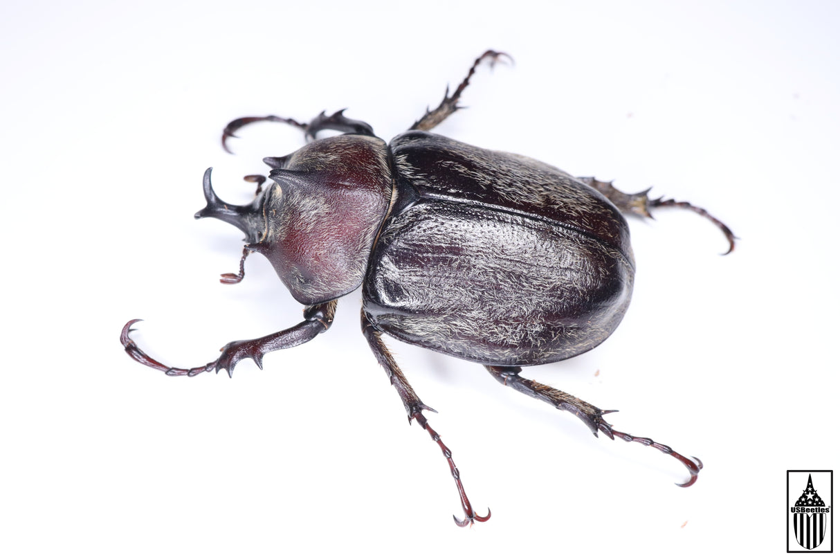 Texas Elephant Beetle (Megasoma vogti)