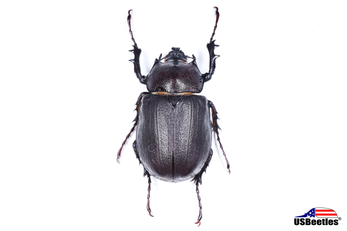 Arizona Elephant Beetle (Megasoma punctulatum) - Specimen