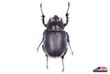 Arizona Elephant Beetle (Megasoma punctulatum) - Specimen