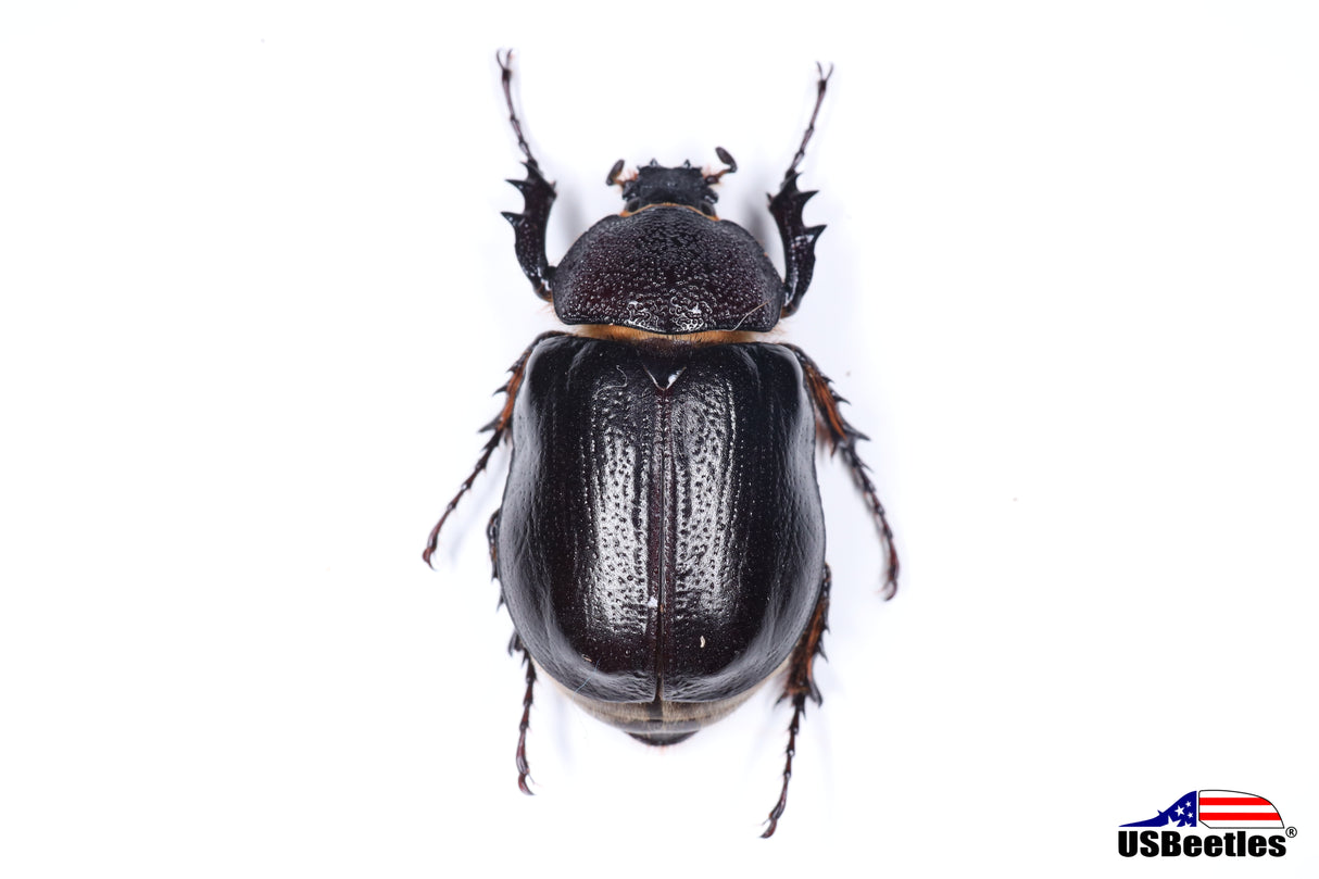 Arizona Elephant Beetle (Megasoma punctulatum) - Specimen