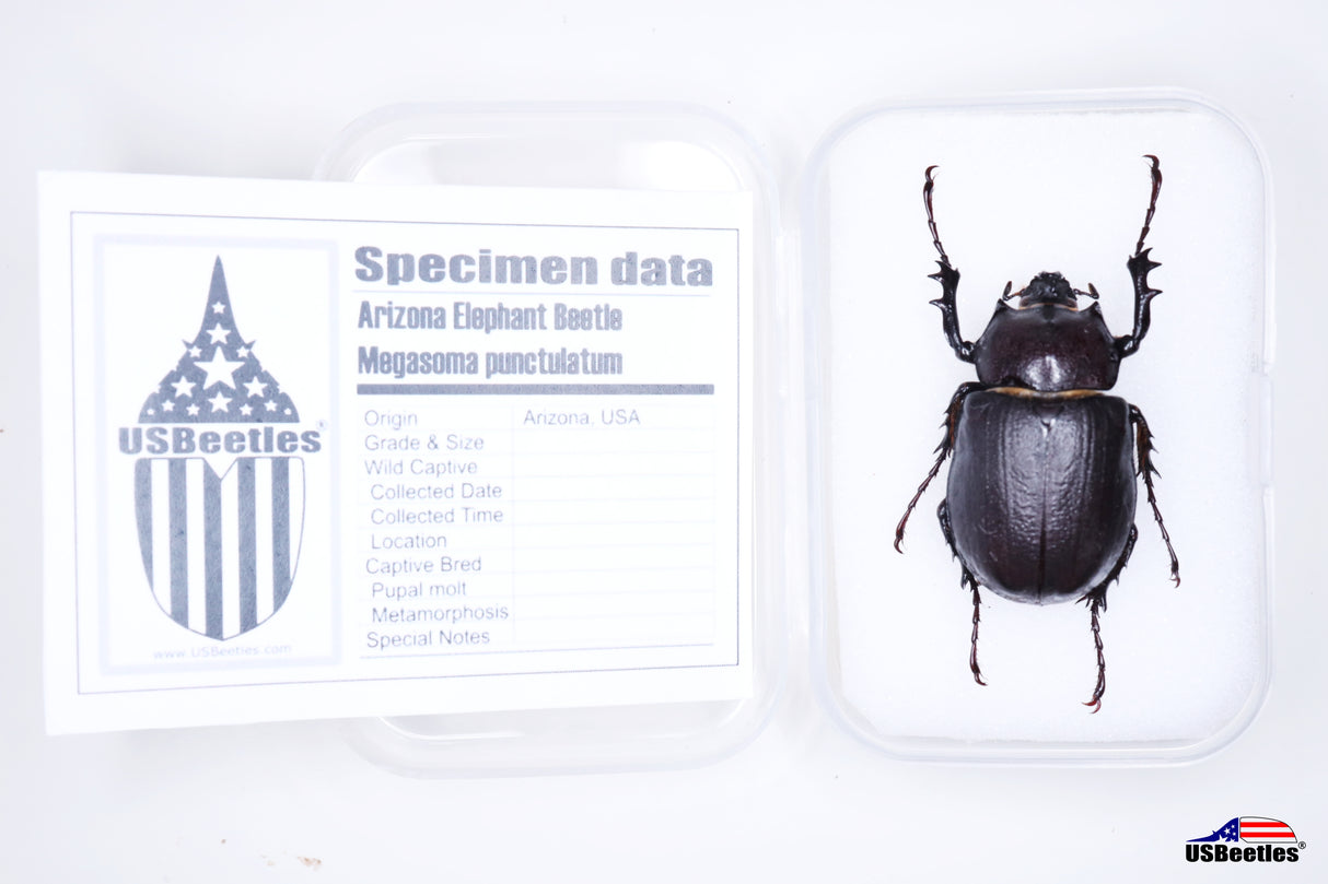 Arizona Elephant Beetle (Megasoma punctulatum) - Specimen