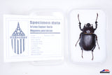 Arizona Elephant Beetle (Megasoma punctulatum) - Specimen