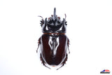 Ox Beetle (Strategus aloeus) - Specimen