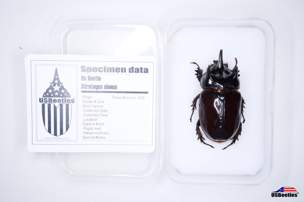 Ox Beetle (Strategus aloeus) - Specimen