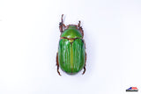 Leconte's Glorious Beetle (Chrysina lecontei) - Specimen