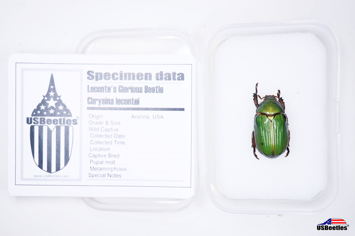 Leconte's Glorious Beetle (Chrysina lecontei) - Specimen