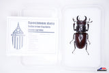 Reddish-brown Stag Beetle (Lucanus capreolus) - Specimen