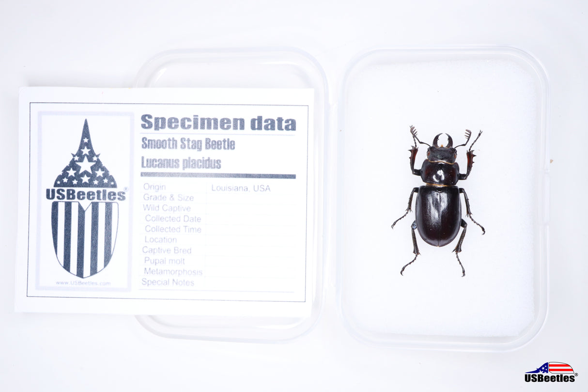 Smooth Stag Beetle (Lucanus placidus) - Specimen