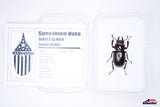 Smooth Stag Beetle (Lucanus placidus) - Specimen