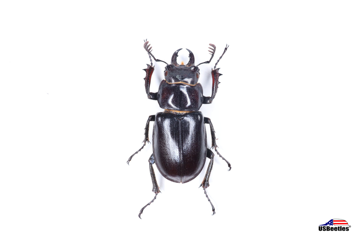 Smooth Stag Beetle (Lucanus placidus) - Specimen