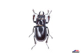 Smooth Stag Beetle (Lucanus placidus) - Specimen