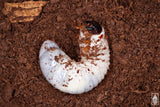 Western Hercules Beetle (Dynastes grantii) larva.