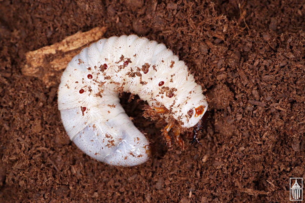 Western Hercules Beetle (Dynastes grantii) larva.