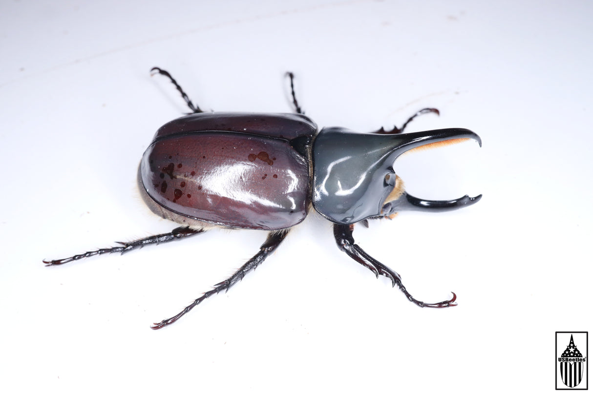 [Bent horn] Western Hercules Beetle (Dynastes grantii),  Captive Bred (Male, 64.0mm)