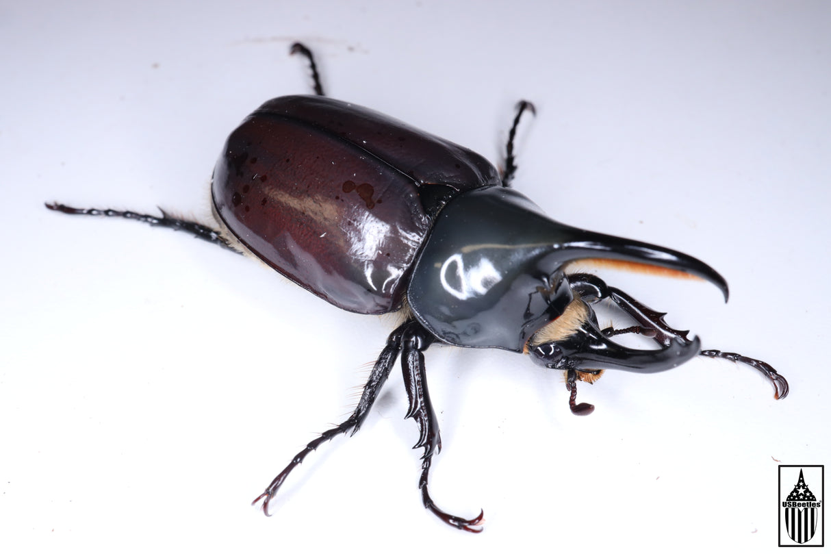 [Bent horn] Western Hercules Beetle (Dynastes grantii),  Captive Bred (Male, 64.0mm)