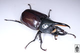 [Bent horn] Western Hercules Beetle (Dynastes grantii),  Captive Bred (Male, 64.0mm)