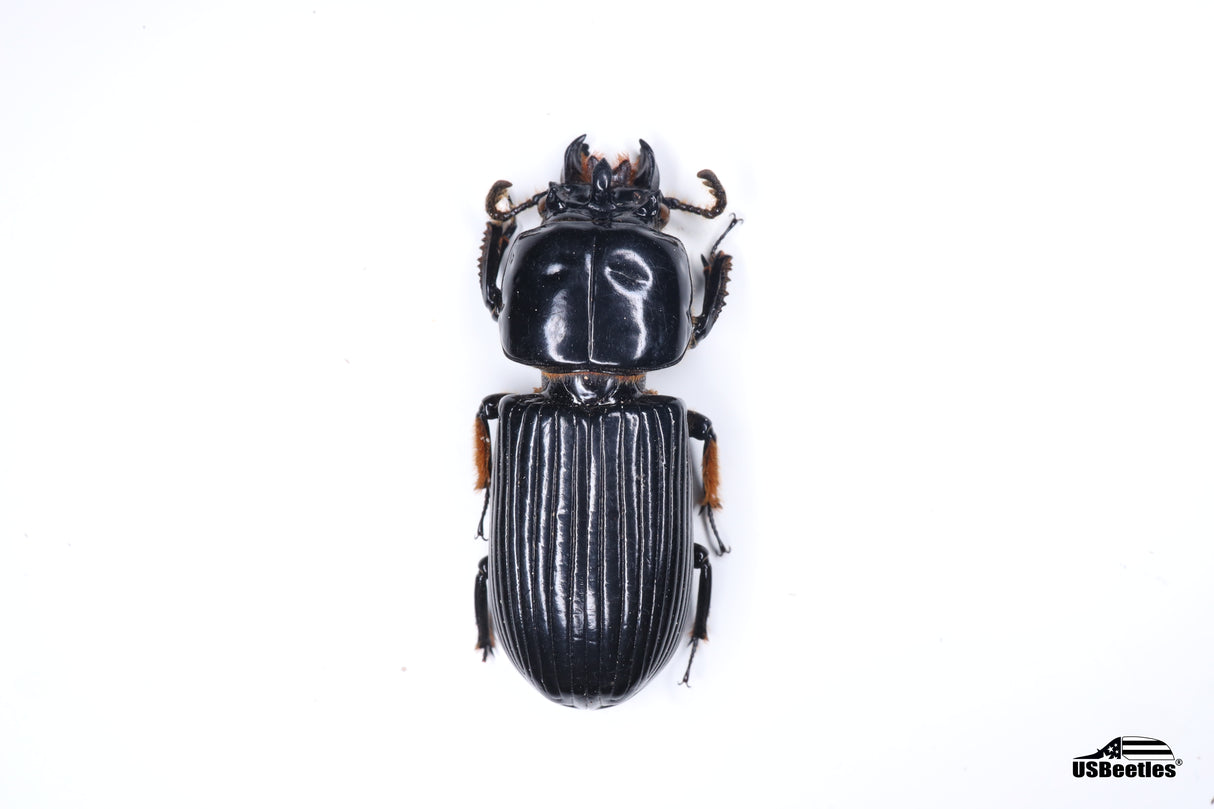 Bess Beetle (Odontotaenius disjunctus) - Specimen