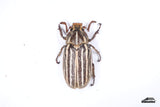 Ten-lined June Beetle (Polyphylla decemlineata) - Specimen