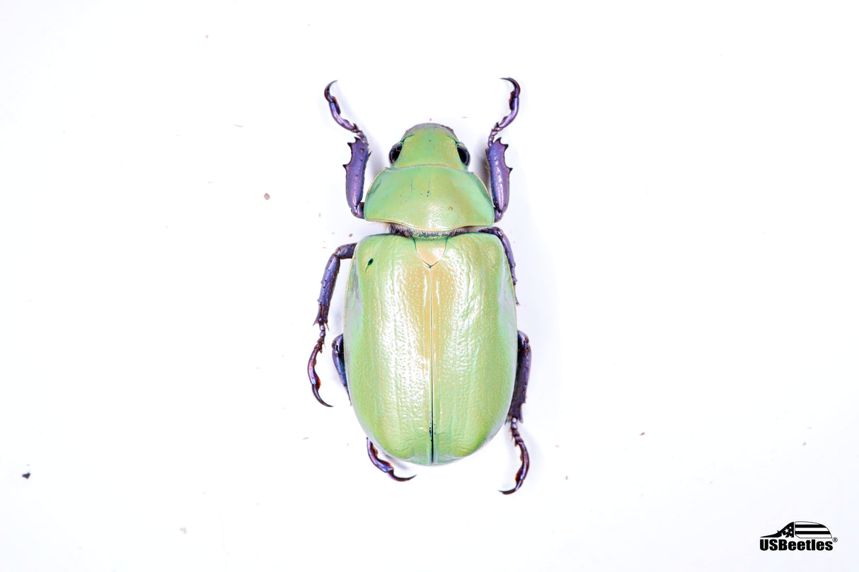 Beyer's Scarab Beetle (Chrysina beyeri) - Specimen