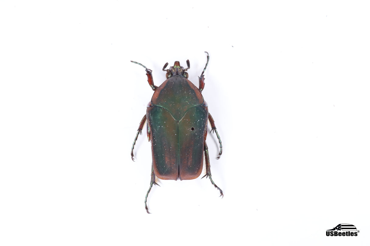 Common Green June Beetle (Cotinis nitida) - Specimen