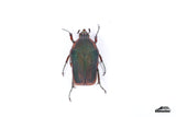 Common Green June Beetle (Cotinis nitida) - Specimen