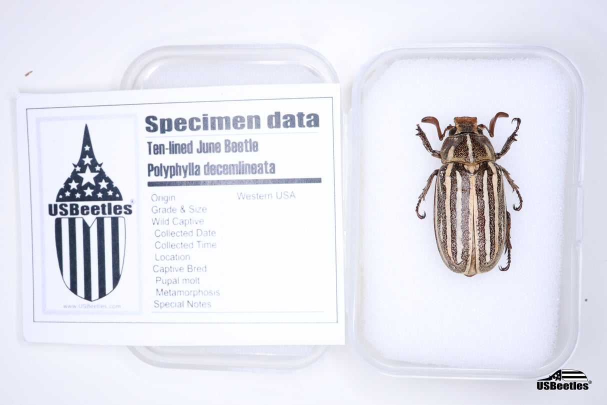 Ten-lined June Beetle (Polyphylla decemlineata) - Specimen