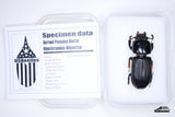 Bess Beetle (Odontotaenius disjunctus) - Specimen