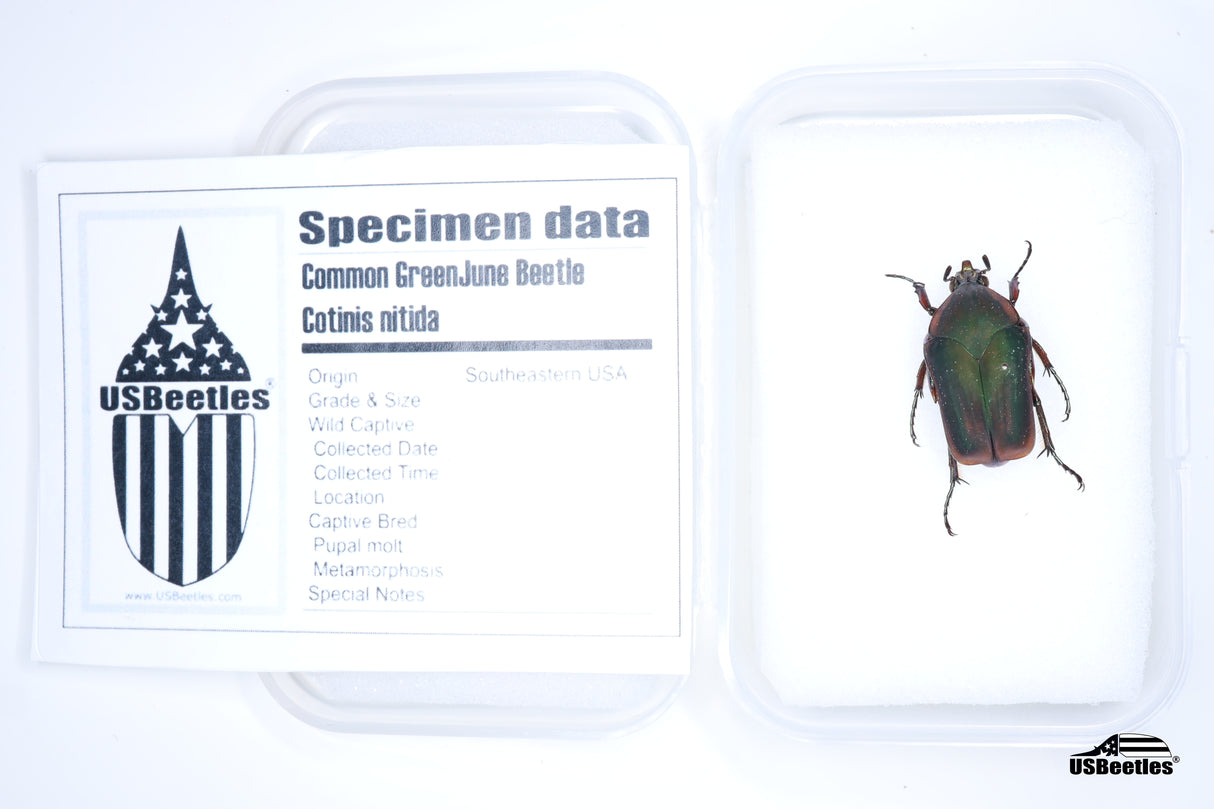 Common Green June Beetle (Cotinis nitida) - Specimen