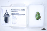 Glorious Beetle (Chrysina gloriosa) - Specimen