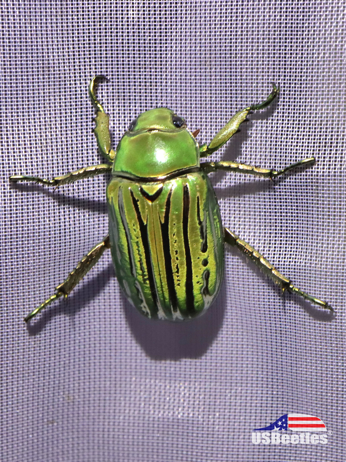 Glorious Beetle (Chrysina gloriosa)