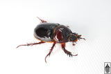 Smooth Ox Beetle (Strategus antaeus)