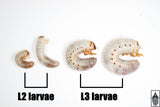 Western Hercules Beetle (Dynastes grantii) larva.