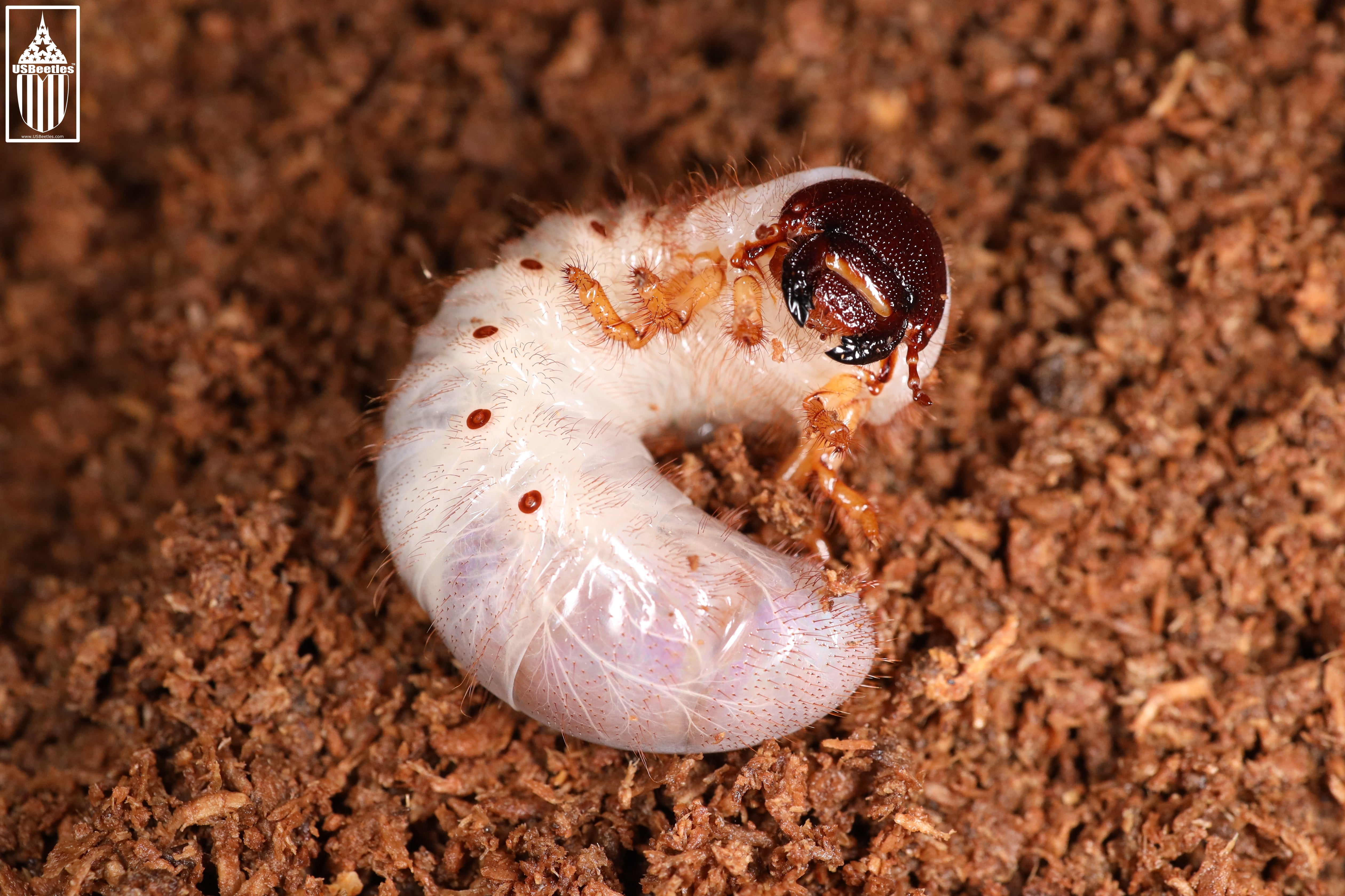 hercules beetle larva