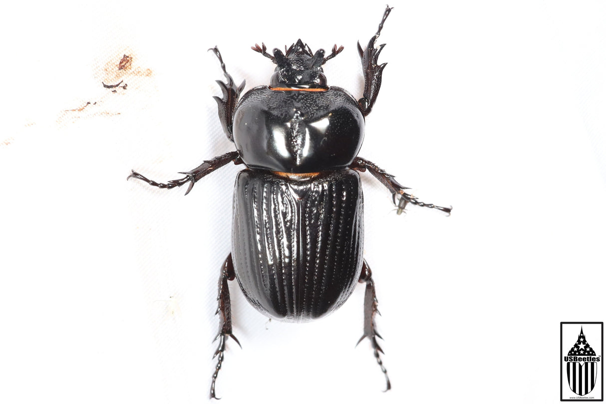 Triceratops Beetle (Phileurus truncatus)