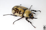 Eastern Hercules Beetle (Dynastes tityus)