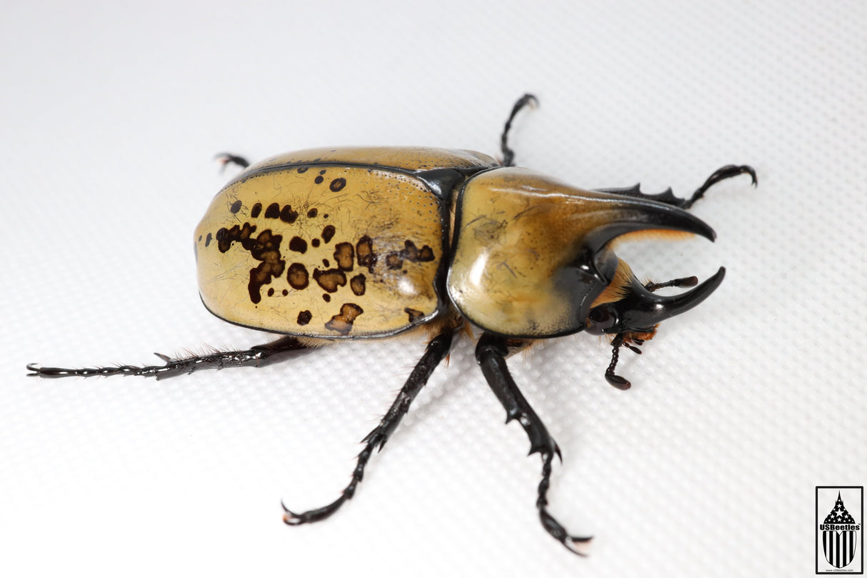 Eastern Hercules Beetle (Dynastes tityus)