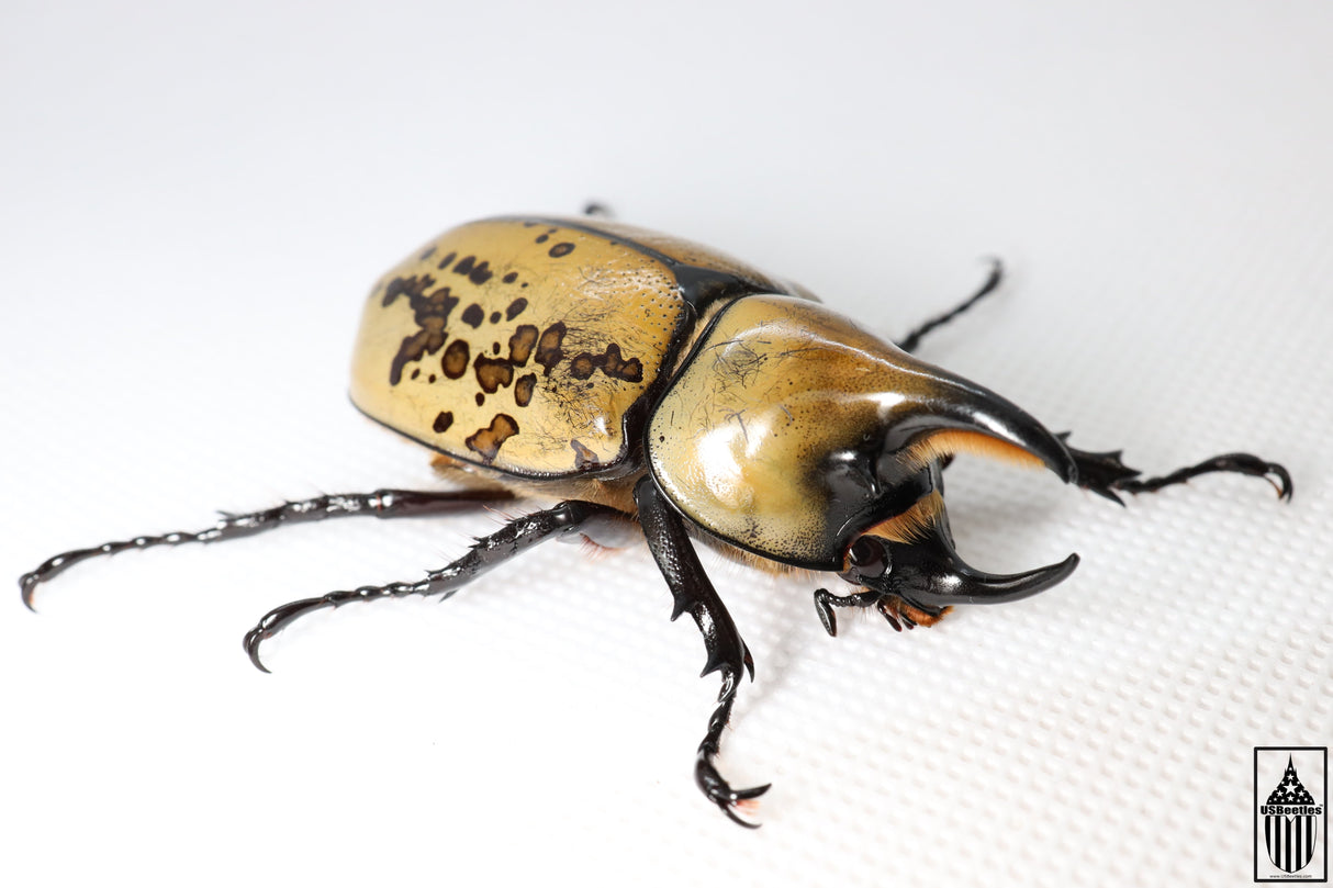 Eastern Hercules Beetle (Dynastes tityus)