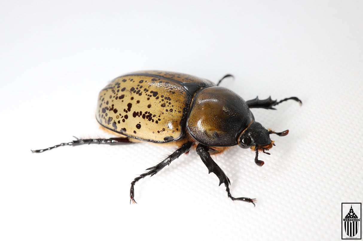 Eastern Hercules Beetle (Dynastes tityus)