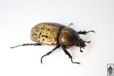 Eastern Hercules Beetle (Dynastes tityus)