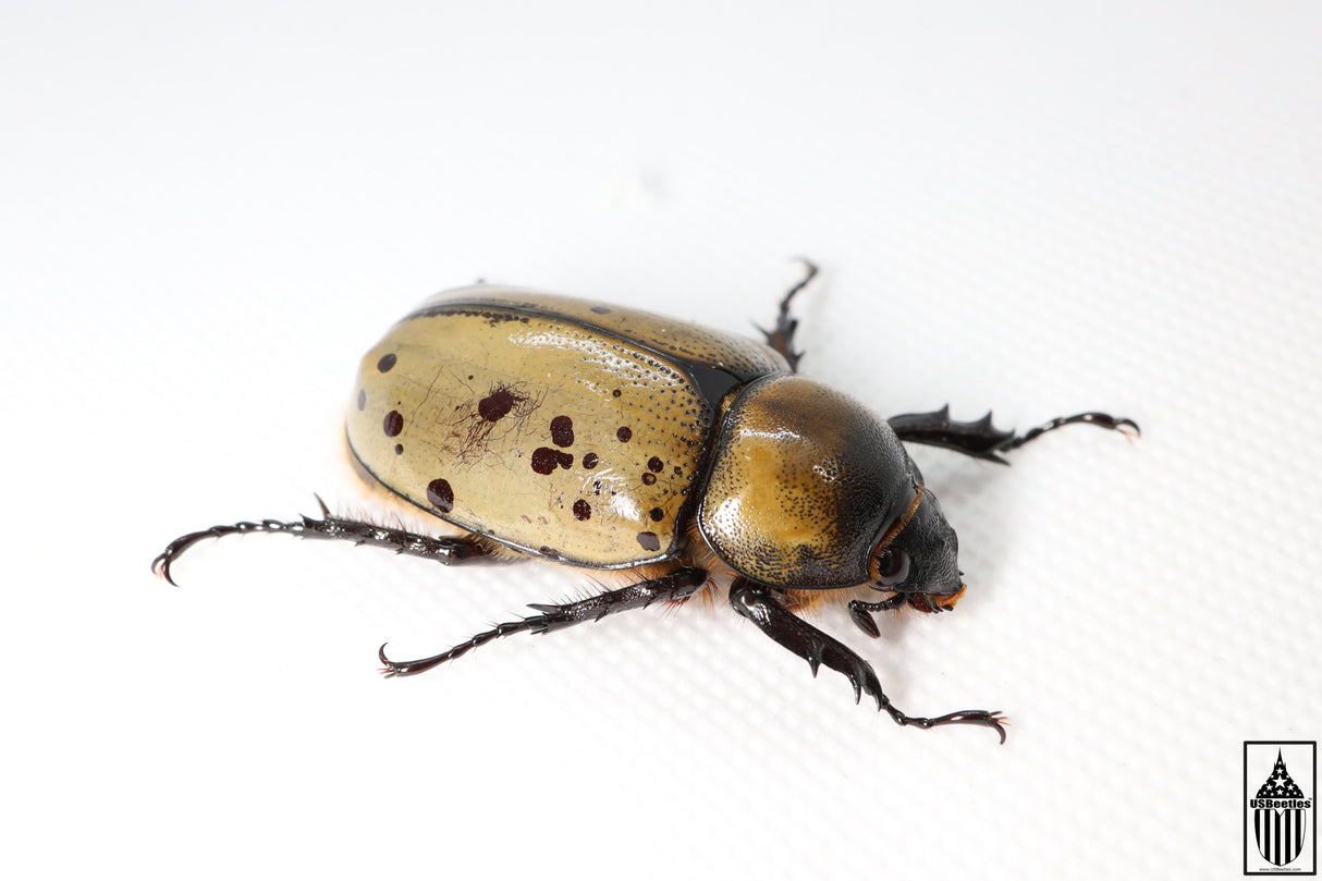 Eastern Hercules Beetle (Dynastes tityus)