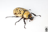 Eastern Hercules Beetle (Dynastes tityus)