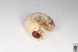 Glorious Beetle (Chrysina gloriosa) larva